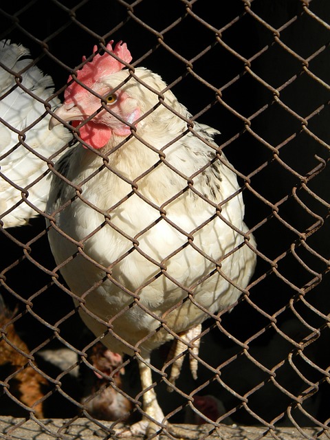 本场比赛 本场比赛