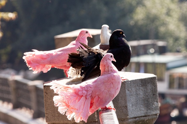 的复杂性 的复杂性